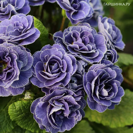 Примула Беларина Аметист Айс