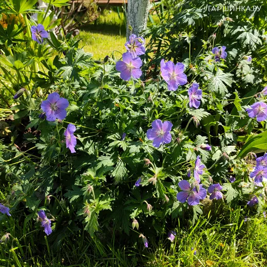 Герань садовая Розанна