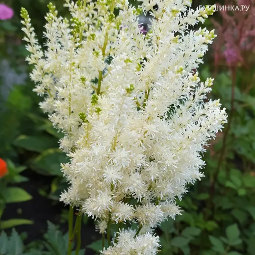 Астильба Арендса Диамант