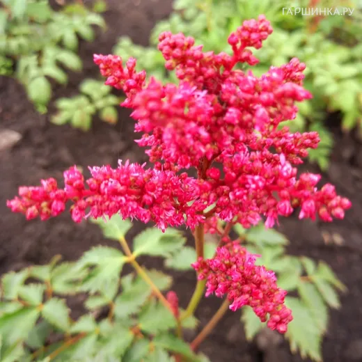 Астильба Арендса Фанал