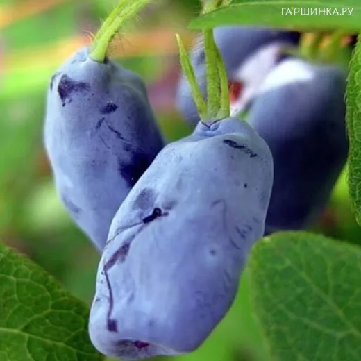 Жимолость Ленинградский великан