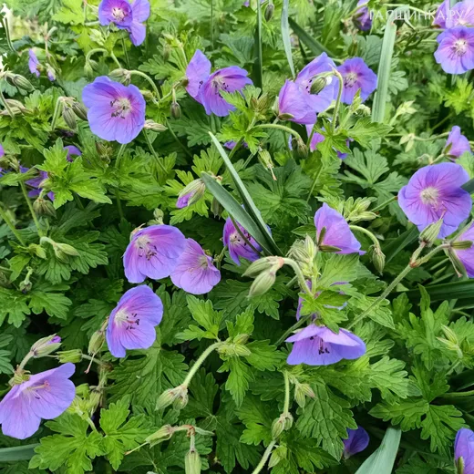 Герань садовая Джонсонс Блу