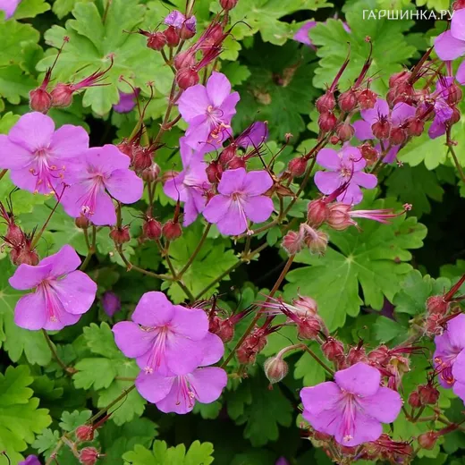 Герань Кармина кембриджская