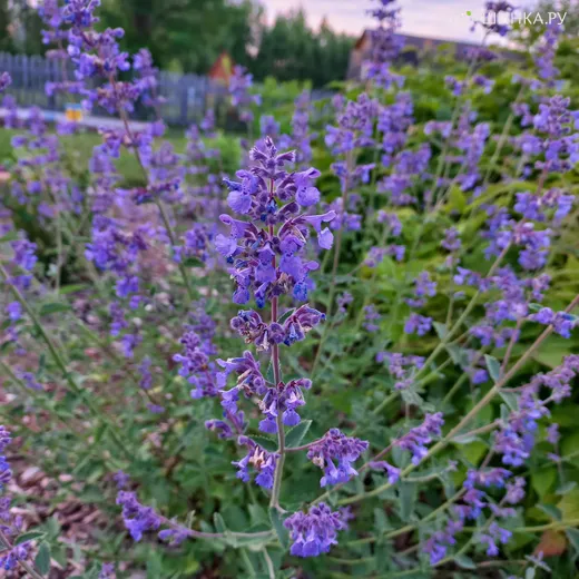 Котовник Фассена Уолкерс Лоу