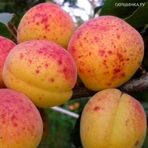 Абрикос Компотный