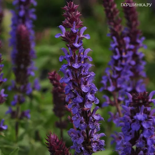 Шалфей (сальвия) Нью Дименсион Блю