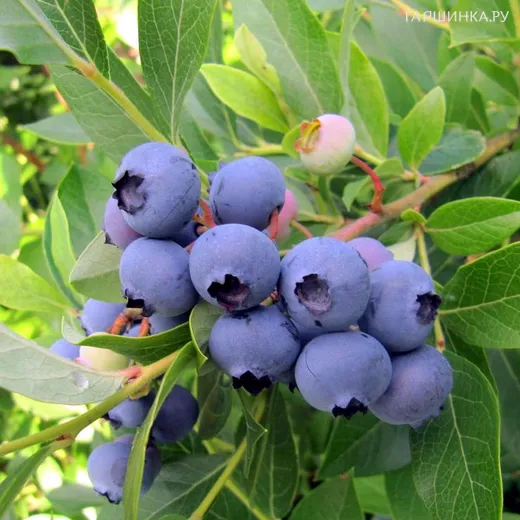 Голубика Патриот