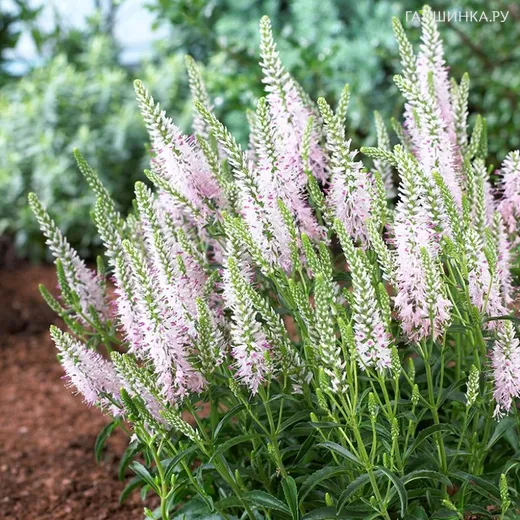 Вероника длиннолистная Пинк Дамаск