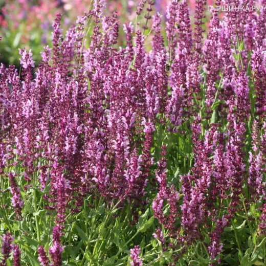 Шалфей (сальвия) дубравный Мерло Роз