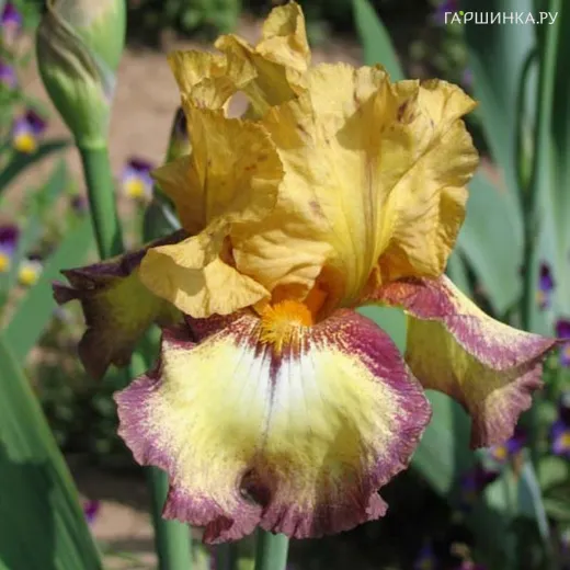 Ирис бородатый Бульвинкл