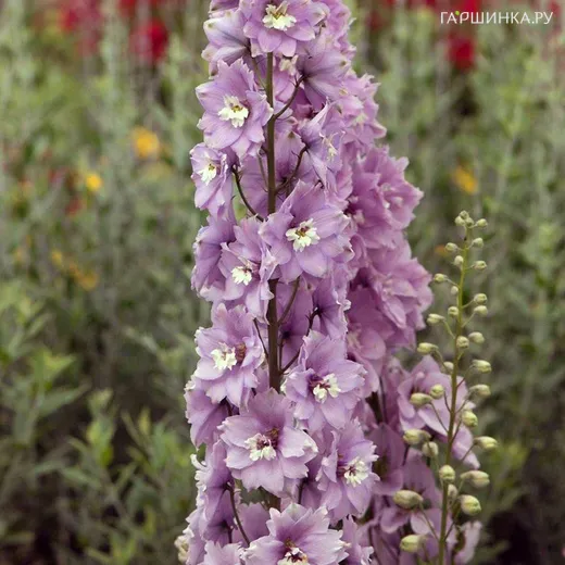 Дельфиниум Мэджик Фонтейнс Черри Блоссом Вайт Би