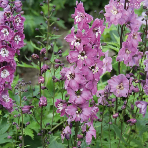 Дельфиниум Мэджик Фонтейнс Лилак Пинк Вайт Би