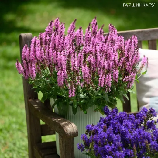 Шалфей (Сальвия) дубравный Пинк Небула
