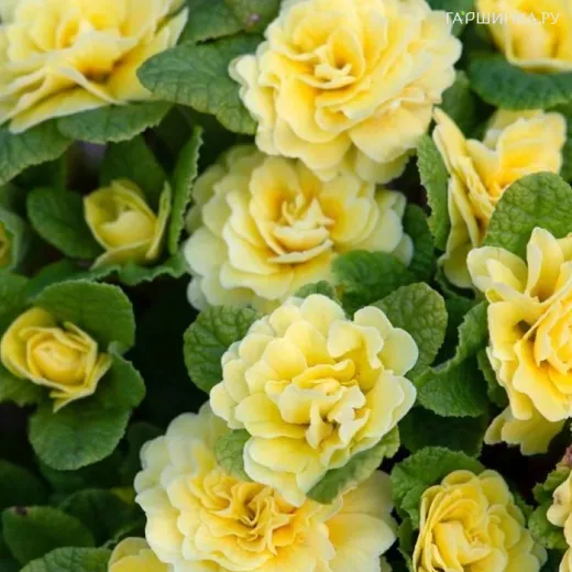 Примула Беларина Баттеркап Еллоу