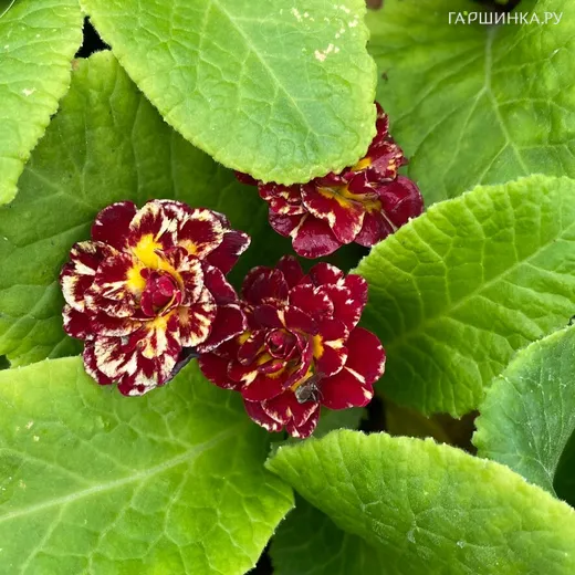 Примула Беларина Санрайз Руби