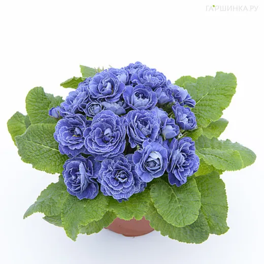 Примула Беларина Балтик Блю