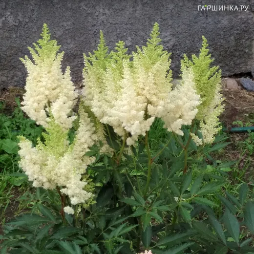 Астильба Арендса Вайс Глория