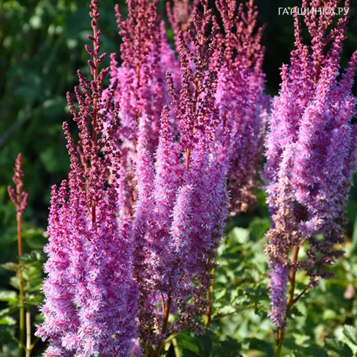 Астильба китайская Суперба