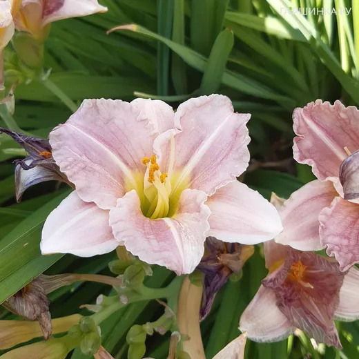 Лилейник Барбара Митчелл