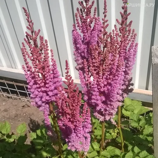 Астильба китайская Пурпуркерц