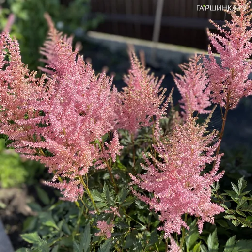 Астильба Арендса Америка