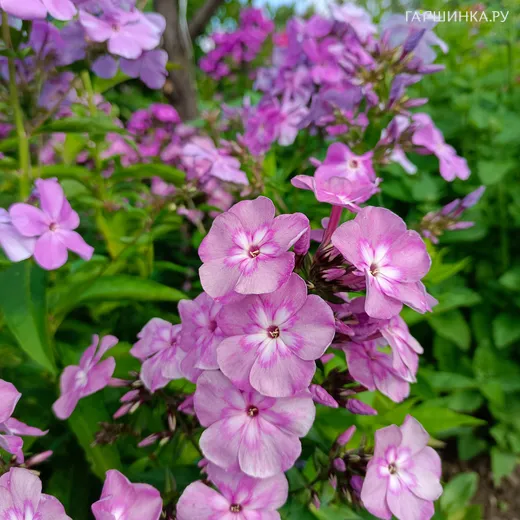 Флокс Селена