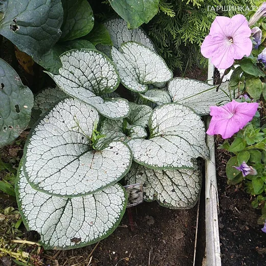 Бруннера Сильвер Хеарт