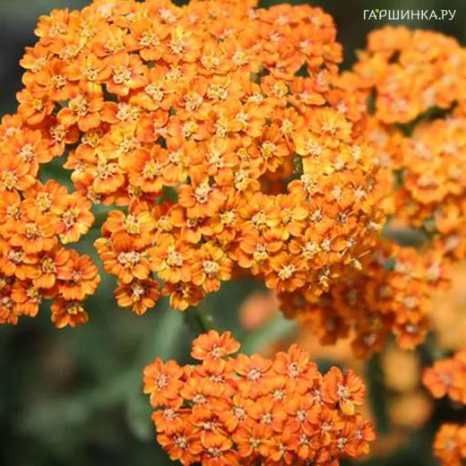 Тысячелистник Терракота