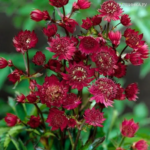 Астранция Руби Веддинг