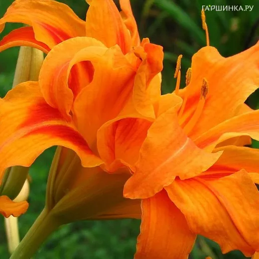 Лилейник Бандолеро