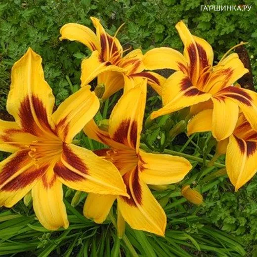 Лилейник Бонанза