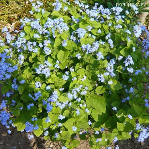 Бруннера крупнолистная