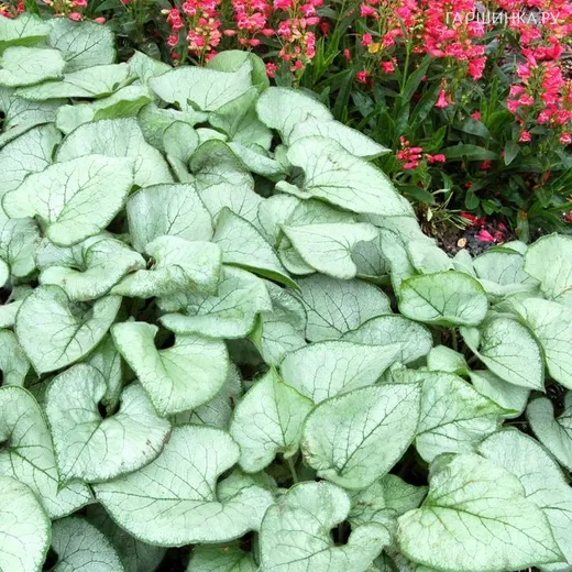 Бруннера Лукин Гласс