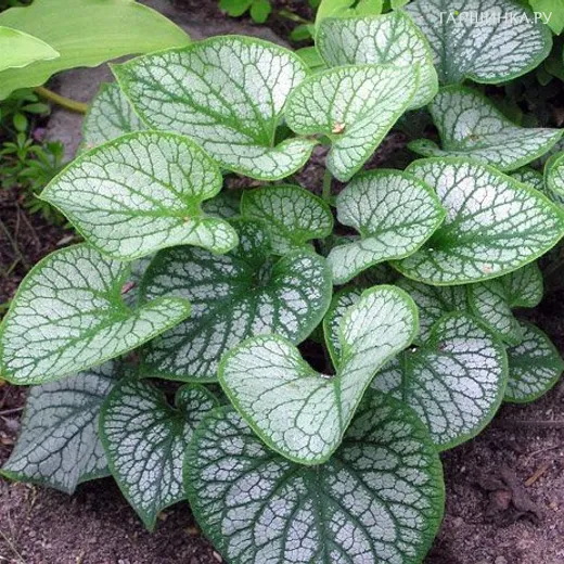 Бруннера Джек Фрост