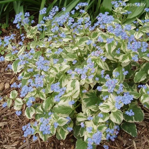 Бруннера Вариегата