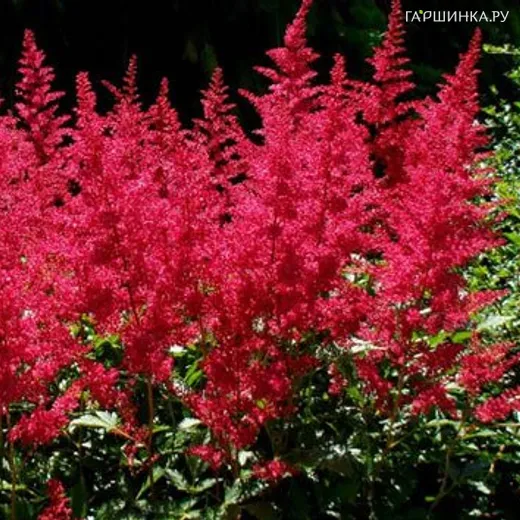 Астильба Арендса Бургунди Ред
