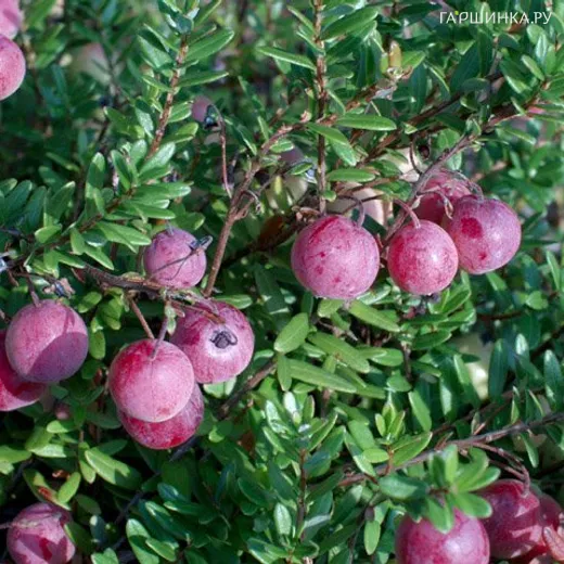 Клюква Эрли Блэк крупноплодная