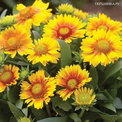 Гайлардия Аризона априкот