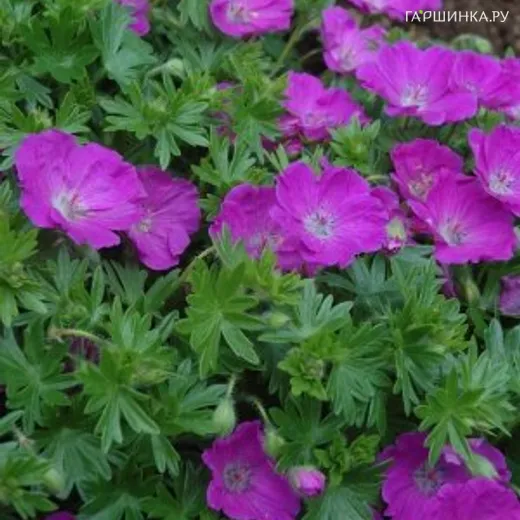 Герань садовая Макс Фрай