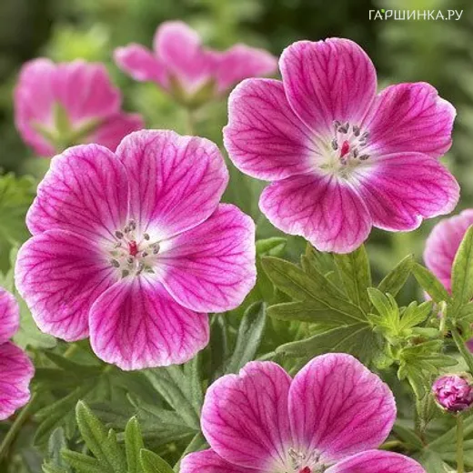 Герань кроваво-красная Элке