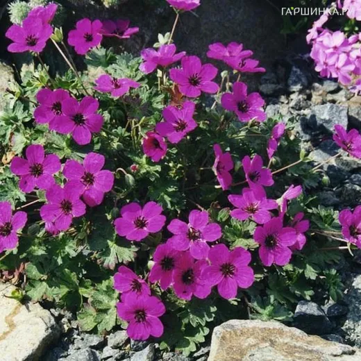 Герань садовая Сабкулесценс