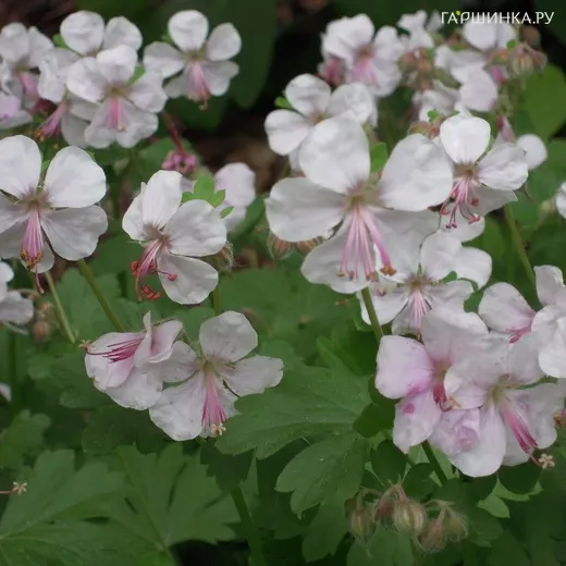 Герань Биоково кембриджская