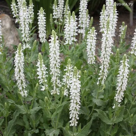 Шалфей (сальвия) дубравный Шнеехугель