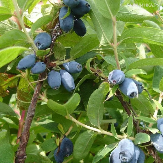 Жимолость Сибирячка