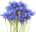 Цветы многолетние