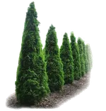 Живые изгороди